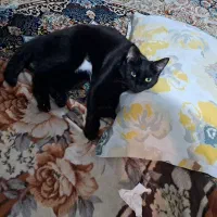 واگذاری گربه