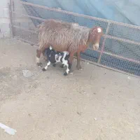 میش بره دار بره سبک