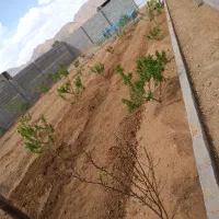 احیای باغبانی و درختکاری