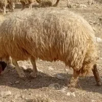 قوچ میش سنجابی