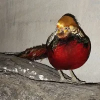 خروس محلی اصل|پرنده|شیراز, گل سرخ|دیوار