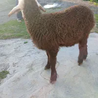 بره ماده افشار لنگه دوقلو