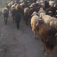 با سلام تعداد ۵۰ راس میش جوان و درجه یک