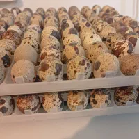 تخم نطفه دار بلدرچین از نوع سنگین وزن ضمانتی|حیوانات مزرعه|نیمروز, |دیوار