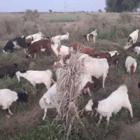 گوسفند فروشی