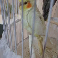 جوجه عروس هلندی ۳ ماهه دستی|پرنده|لاهیجان, گلستان|دیوار