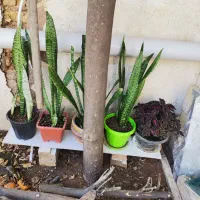 گل سانسوریا