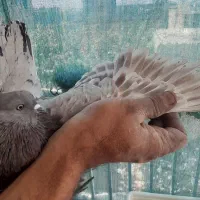 کبوتر پرشی|پرنده|ابریشم, |دیوار