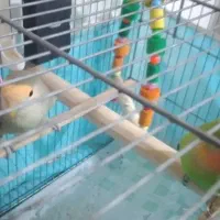 طوطی برزیلی|پرنده|رباط‌کریم, رباط‌کریم|دیوار