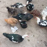 اردک اسرائیلی