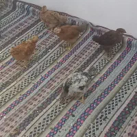 جوجه دو ماهه