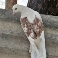 کفتر پشتار هما ماده پرشی