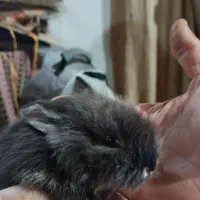 بچه خرگوش زیبا خرگوش نر دو عدد