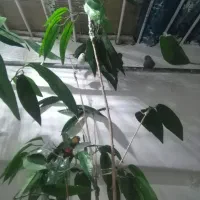۳جفت فنج باجوجه وتخم