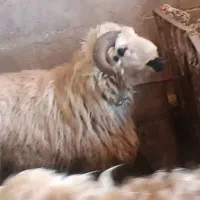 قوچ بومی