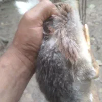 بچه پکنی ۴۰روزه