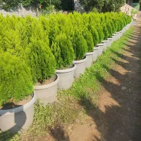 فروش کاج کامیس جزئی و کلی|گل و گیاه طبیعی|تهران, اکباتان|دیوار