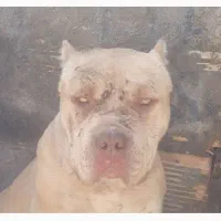 پیت بول نر