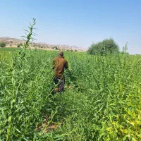 کنجددرجه یک