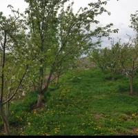 فروش باغ ۲۰۰۰ متری در روستای آلوچ،باامتیازات ویژه|فروش زمین و ملک کلنگی|مشگین شهر, |دیوار