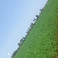 فروش-زمین-زراعی-در-بلوار-شهید-افتخاری