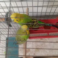 مرغ عشق