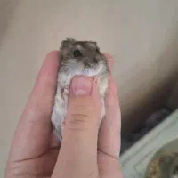 همستر کمپل نر بامزه طبق عکس