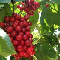 نهال ریشه لخت