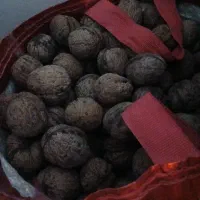 گردوی تازه و پر چرب