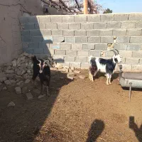 بز، چپش، میش، قوچ، بزغاله