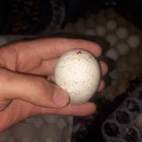 تخم نطفه دار مرغ گلپایگانی و بوقلمون برنز