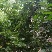 خونه باغ بسیاز زیبا ونقلی طزرجان|فروش خانه و ویلا|تفت, |دیوار