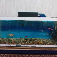 آکواریوم و لامپ ال ای دی