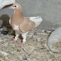 سه عدد کفتر پرش|پرنده|مشهد, امیرآباد|دیوار