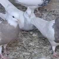 ماده طوقی و ی کت قرمز