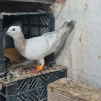 پرنده