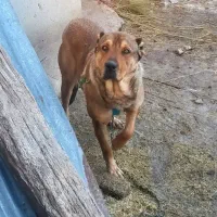 معاوضه...|سگ|میانه, |دیوار