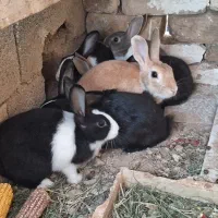 خرگوش
