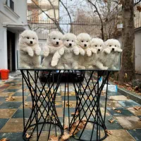 توله های سفیدبرفی سامویید|سگ|تهران, اختیاریه|دیوار