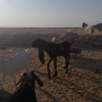 کهره نر کامورای اصیل|حیوانات مزرعه|بهبهان, |دیوار