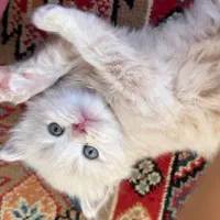 بچه گربه بریتیش چشم آبی کاراملی