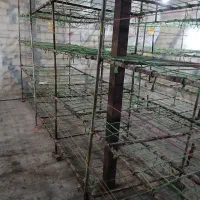 وسایل پرورش قارچ|ابزارآلات|خواجه, |دیوار