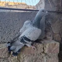 پلاکی|پرنده|کوهبنان, |دیوار