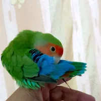 طوطی کوتوله نر  دستی