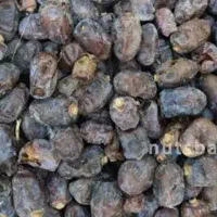 خرما تمیز دون دون برای گوسفند