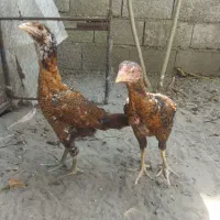 دو عدد جوجه لاری
