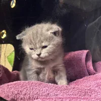 گربه بریتیش بلو (کرج)
