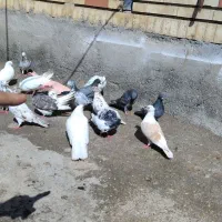 کبوتر پریشی ساعت بالا|پرنده|پارس‌آباد, |دیوار