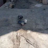 کبوترواشه ای سیاه|پرنده|سامان, |دیوار