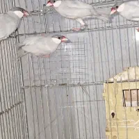 فنچ نرگسی مولد تازه بالغ